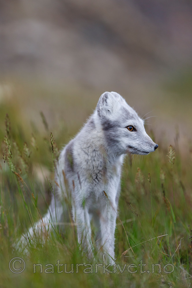 KA_130819_4374 / Vulpes lagopus / Fjellrev