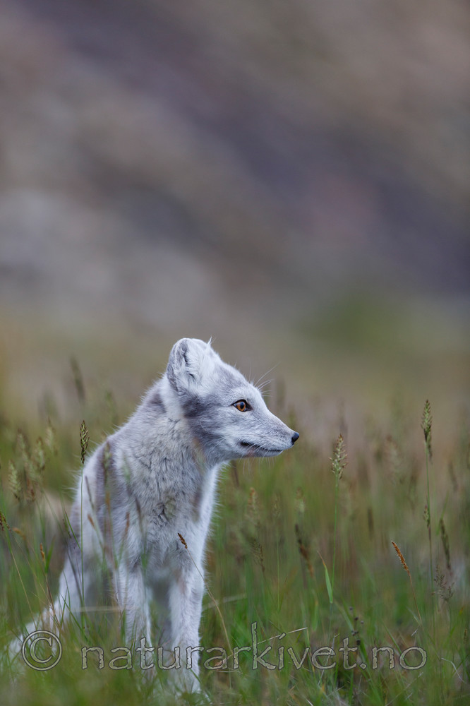 KA_130819_4375 / Vulpes lagopus / Fjellrev