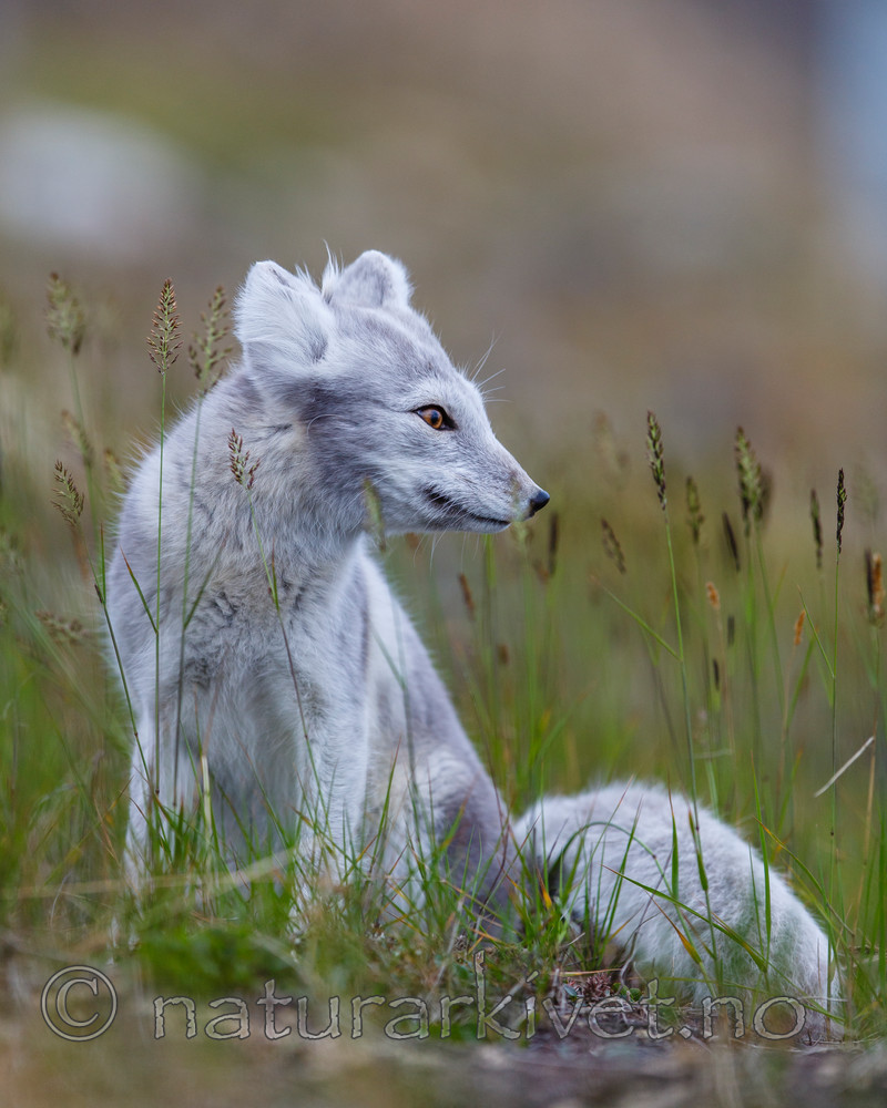 KA_130819_4377 / Vulpes lagopus / Fjellrev