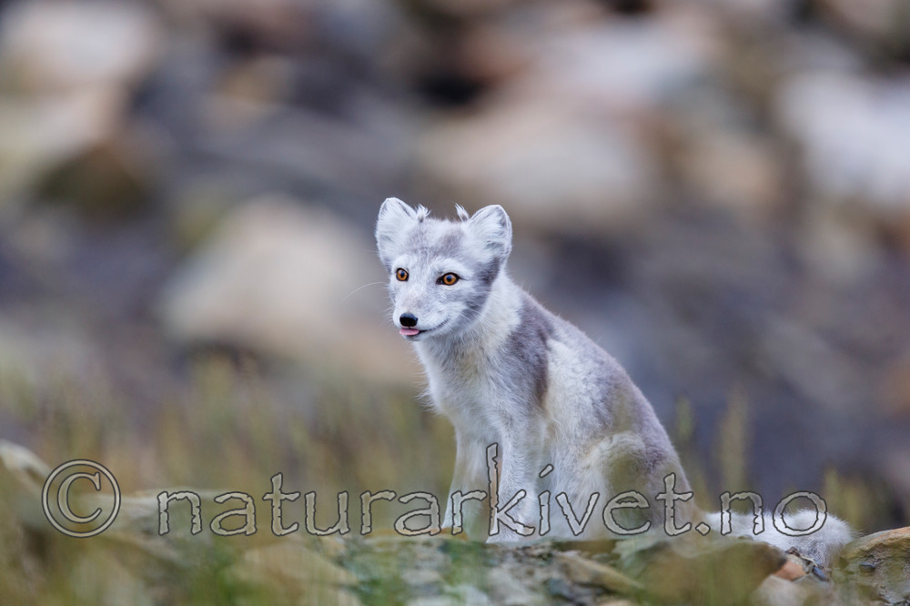 KA_130819_4386 / Vulpes lagopus / Fjellrev