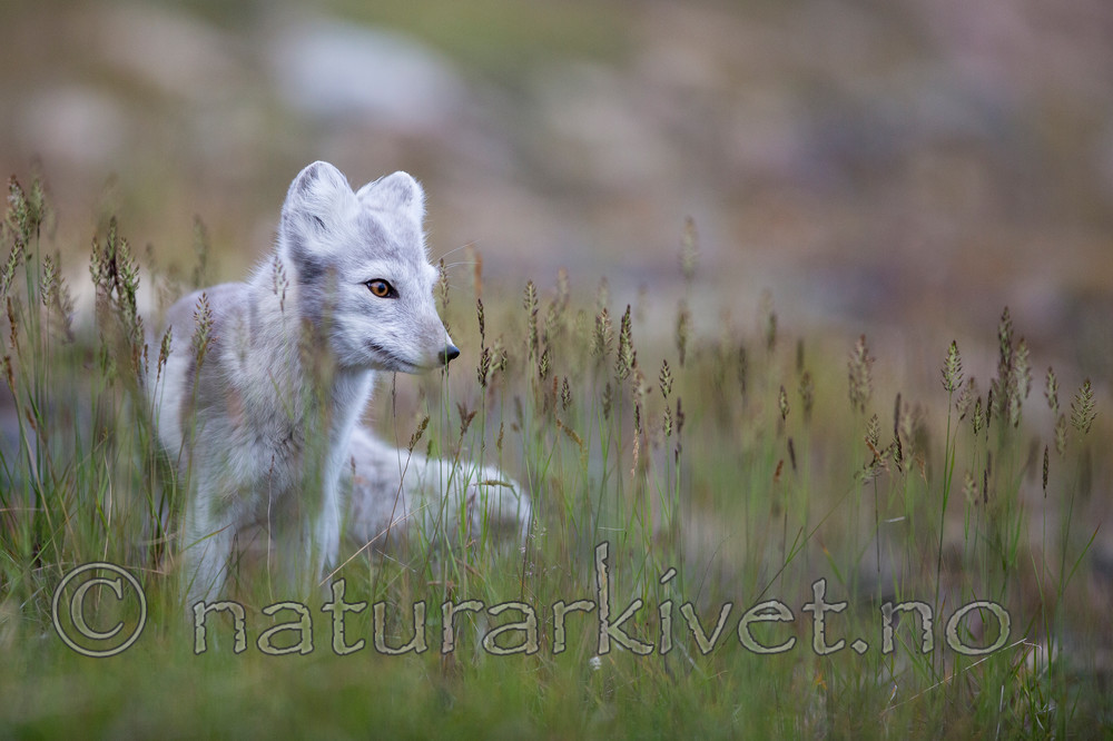 KA_130819_4393 / Vulpes lagopus / Fjellrev