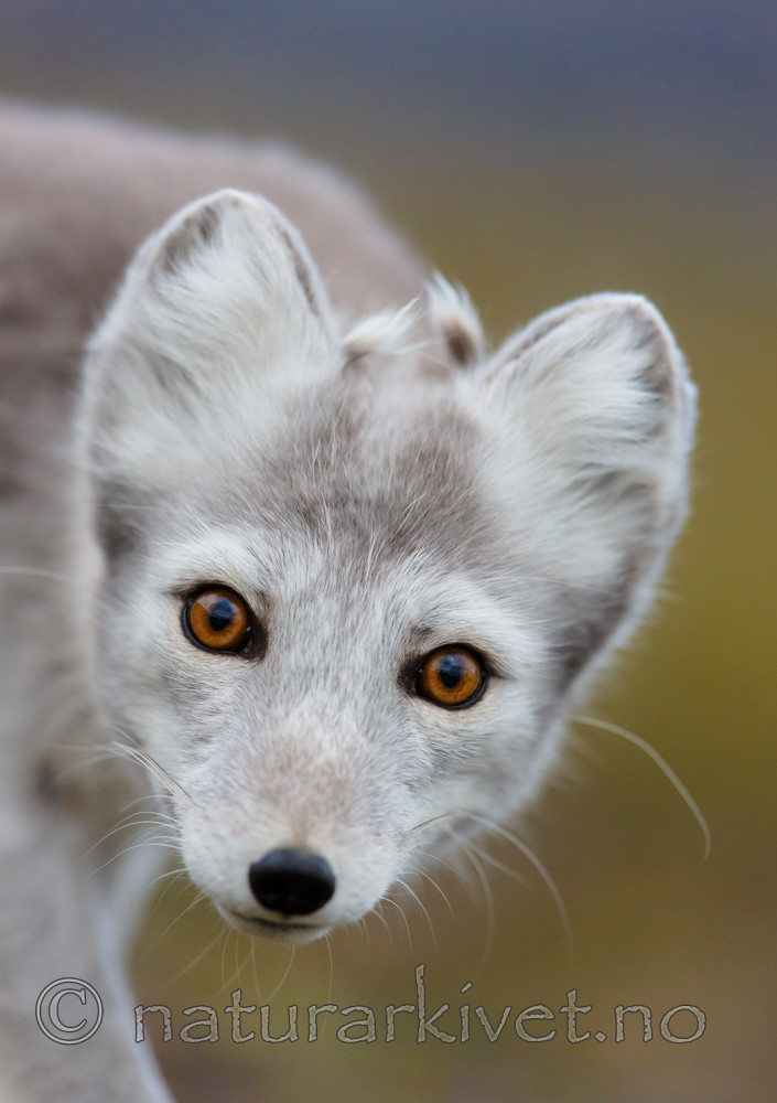 KA_130819_4396 / Vulpes lagopus / Fjellrev