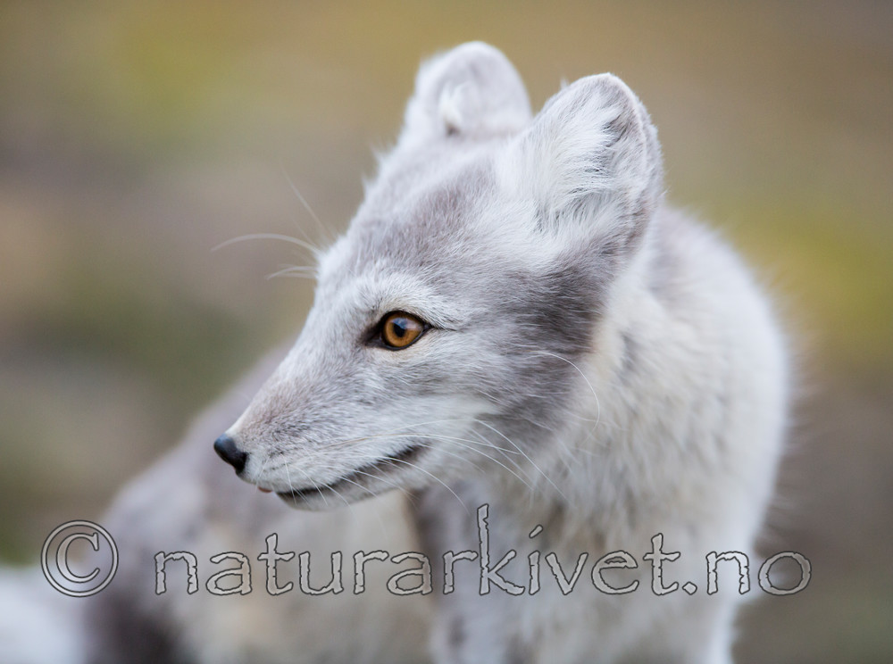 KA_130819_4400 / Vulpes lagopus / Fjellrev