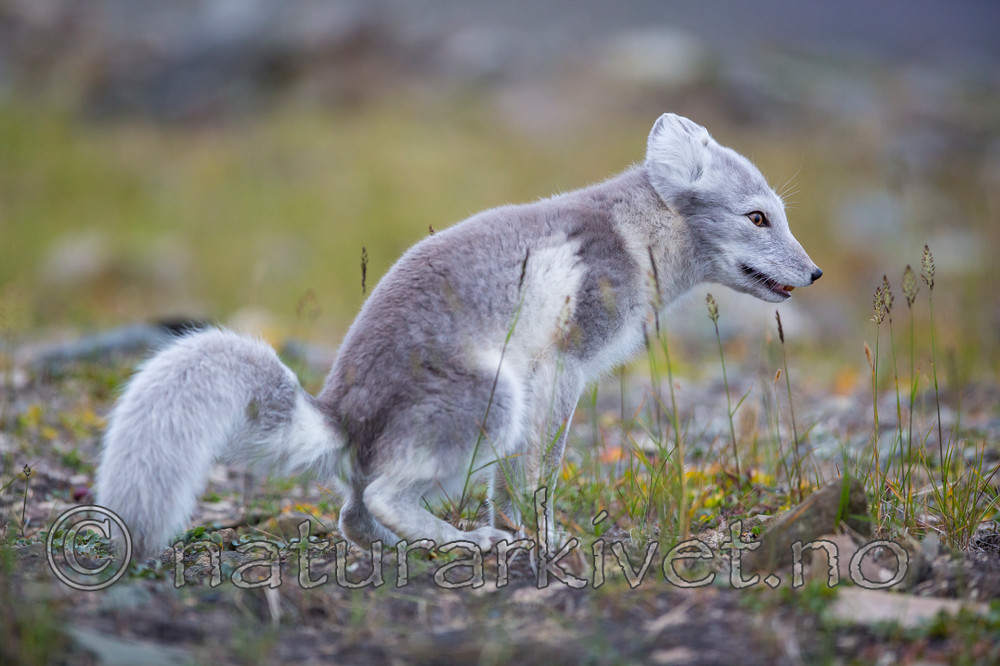 KA_130819_4401 / Vulpes lagopus / Fjellrev