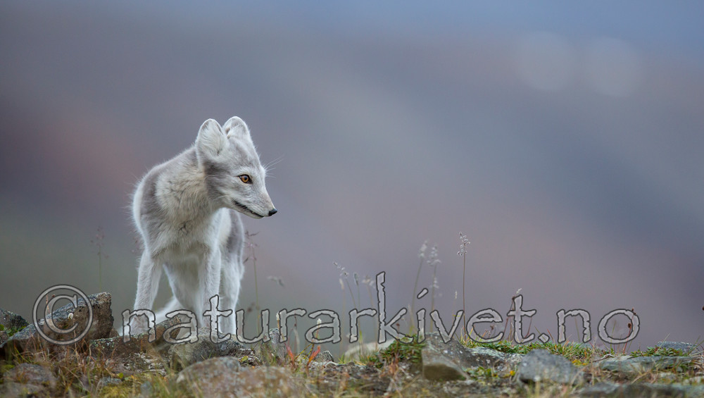 KA_130819_4406 / Vulpes lagopus / Fjellrev