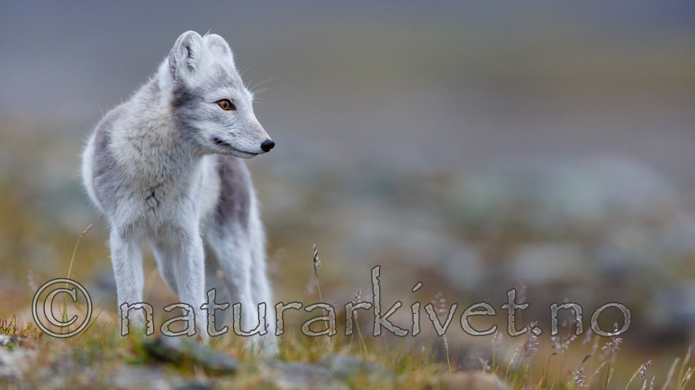 KA_130819_4422 / Vulpes lagopus / Fjellrev