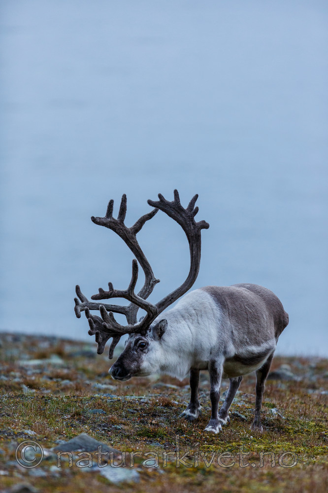 KA_130819_4429 / Rangifer tarandus / Rein