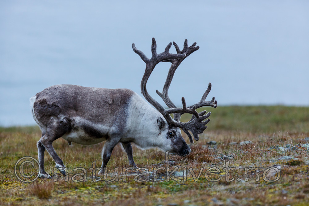 KA_130819_4434 / Rangifer tarandus / Rein
