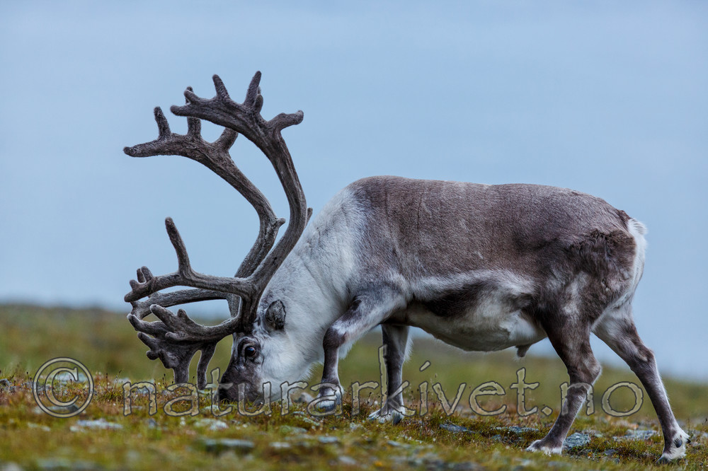 KA_130819_4441 / Rangifer tarandus / Rein
