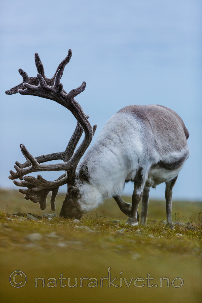 KA_130819_4445 / Rangifer tarandus / Rein