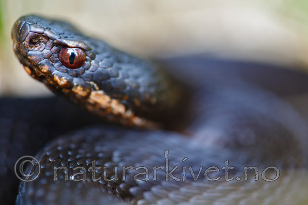 KA_130830_7270 / Vipera berus / Hoggorm