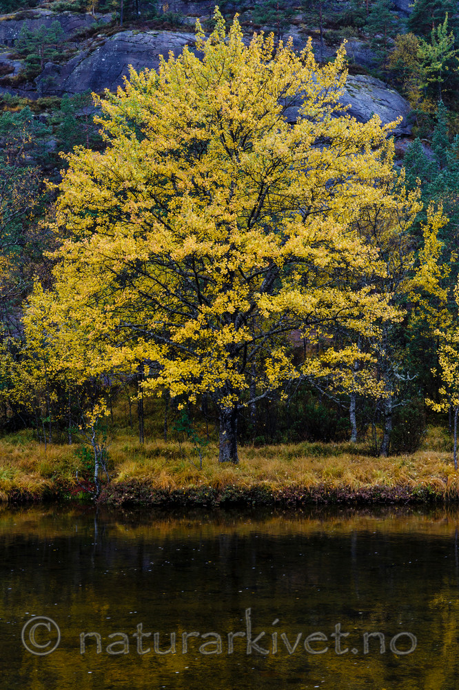 KA_131007_4464 / Populus tremula / Osp