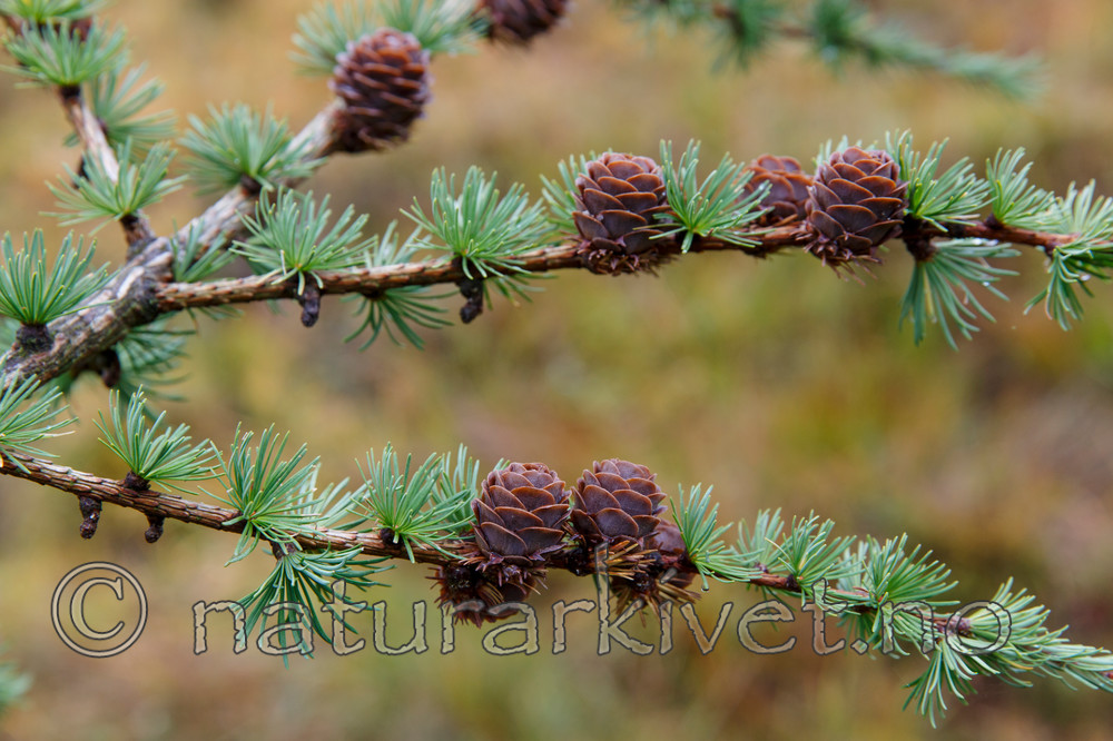 KA_131008_4495 / Larix kaempferi / Japanlerk