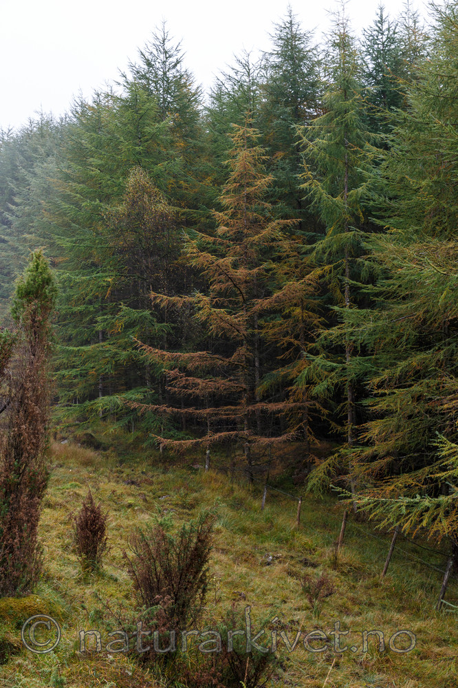 KA_131008_4498 / Larix kaempferi / Japanlerk