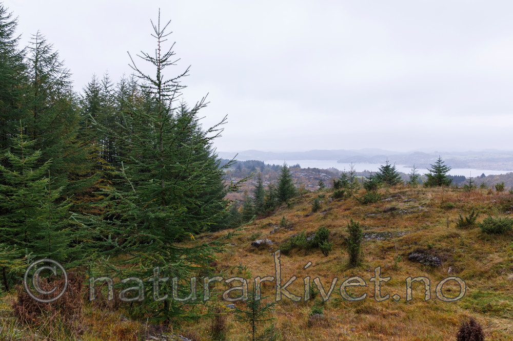 KA_131008_4499 / Larix kaempferi / Japanlerk