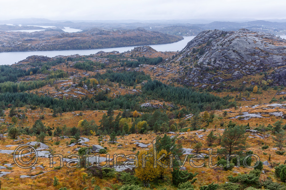 KA_131008_4525 / Picea sitchensis / Sitkagran