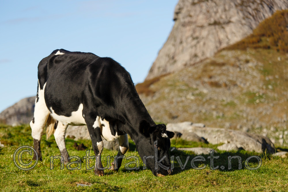 KA_131010_4663 / Bos taurus / Storfe