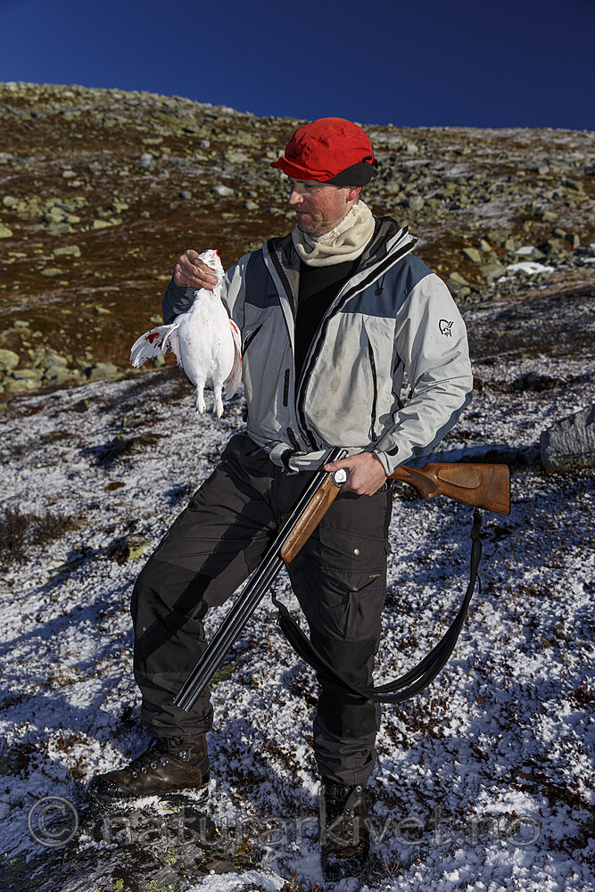 KA_131102_5226 / Lagopus lagopus / Lirype