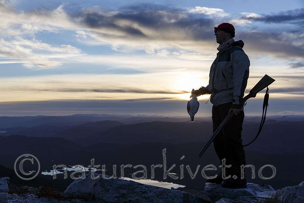 KA_131102_5379 / Lagopus lagopus / Lirype