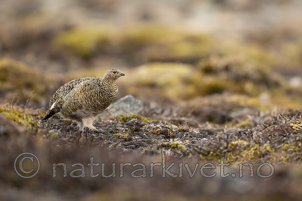 KA_140608_1869 / Lagopus muta hyperborea / Svalbardrype