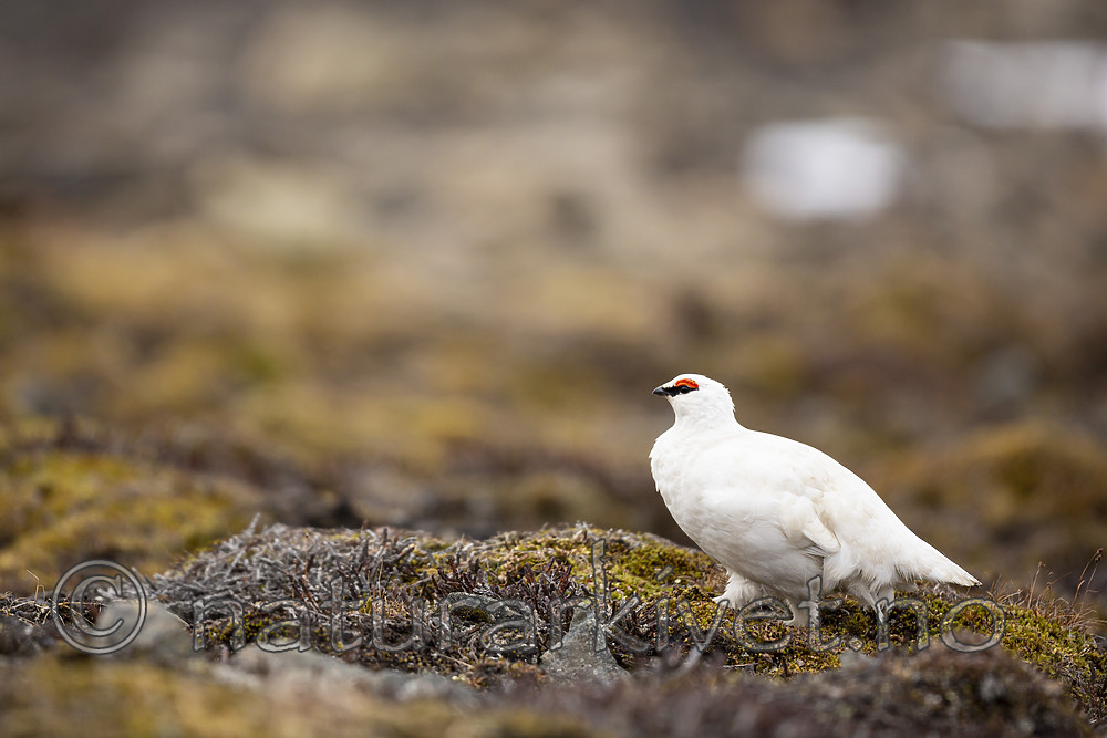 KA_140608_1871 / Lagopus muta hyperborea / Svalbardrype