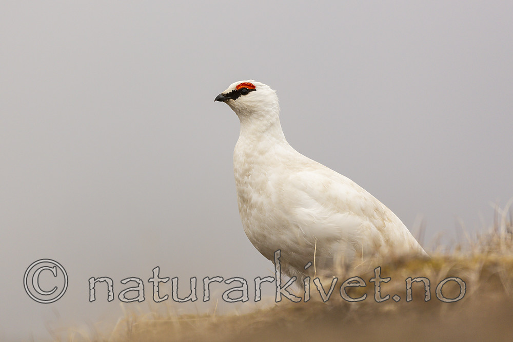 KA_140608_1883 / Lagopus muta hyperborea / Svalbardrype