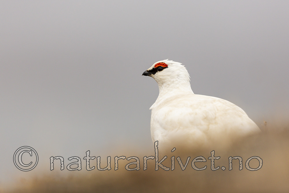 KA_140608_1887 / Lagopus muta hyperborea / Svalbardrype