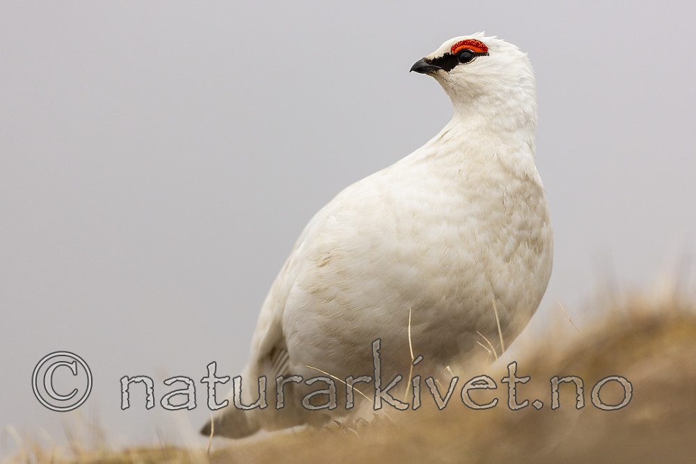 KA_140608_1889 / Lagopus muta hyperborea / Svalbardrype