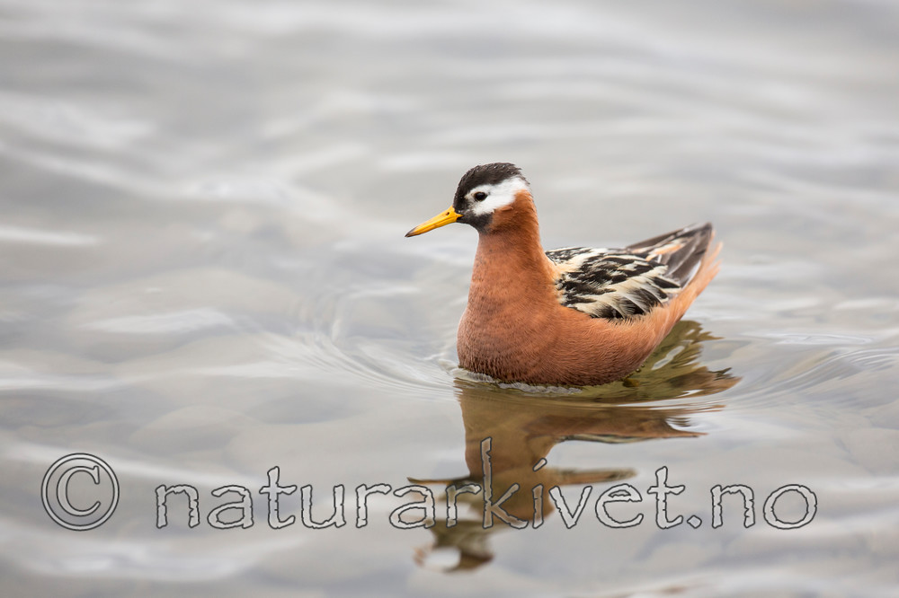 KA_140609_1906 / Phalaropus fulicarius / Polarsvømmesnipe