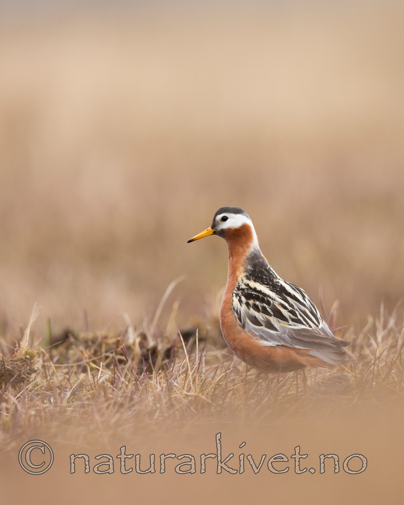 KA_140609_1911 / Phalaropus fulicarius / Polarsvømmesnipe