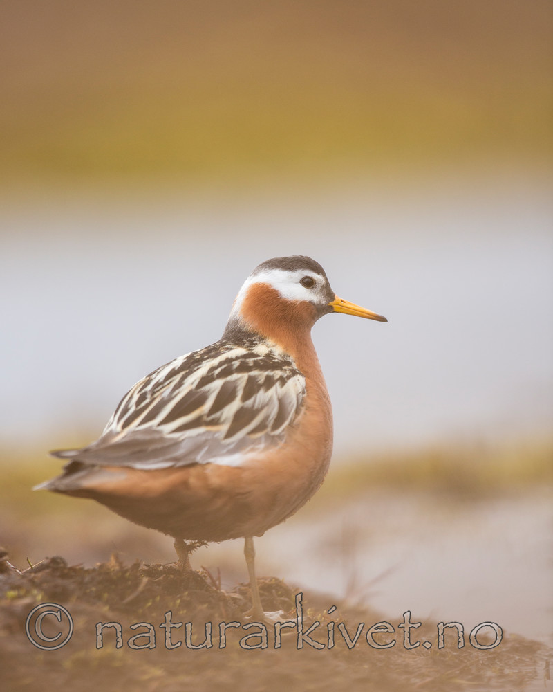 KA_140609_1916 / Phalaropus fulicarius / Polarsvømmesnipe