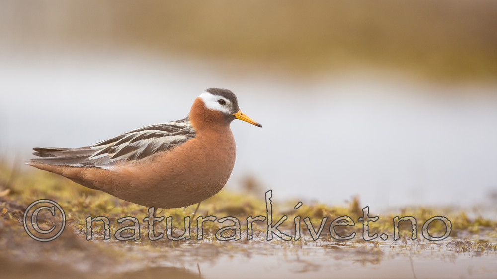 KA_140609_1918 / Phalaropus fulicarius / Polarsvømmesnipe