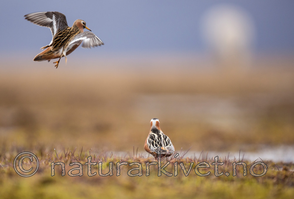 KA_140609_1923 / Phalaropus fulicarius / Polarsvømmesnipe