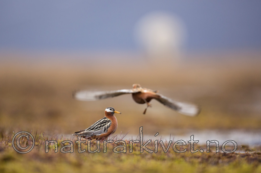 KA_140609_1924 / Phalaropus fulicarius / Polarsvømmesnipe
