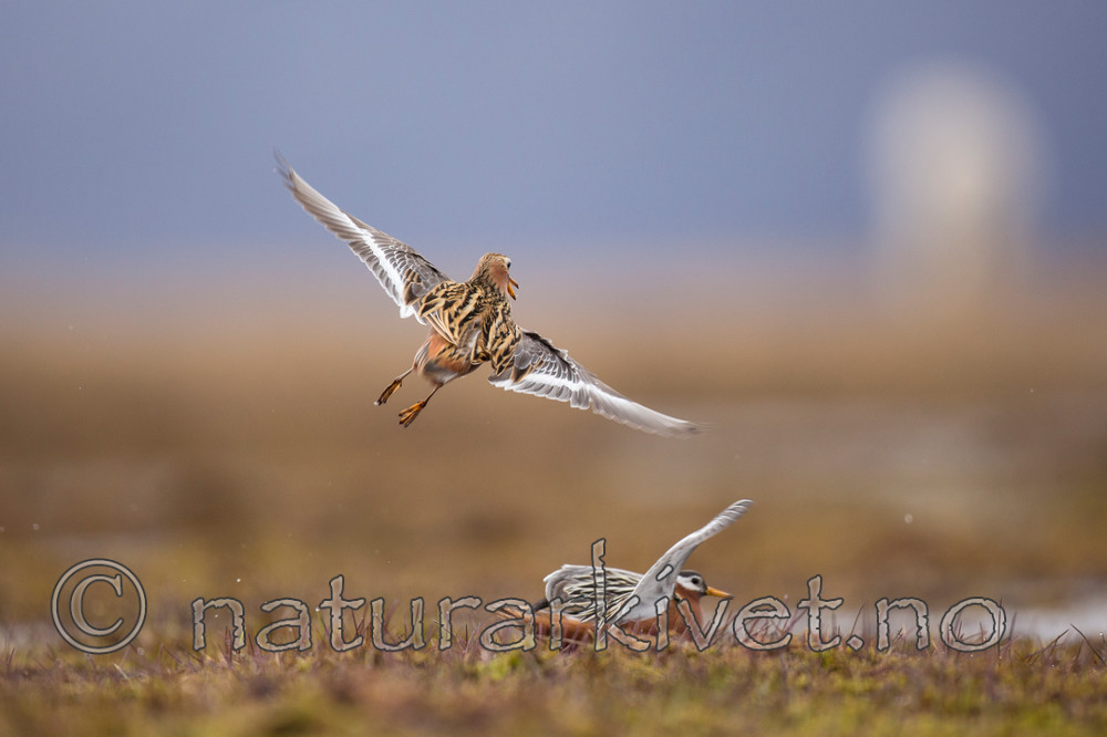 KA_140609_1933 / Phalaropus fulicarius / Polarsvømmesnipe