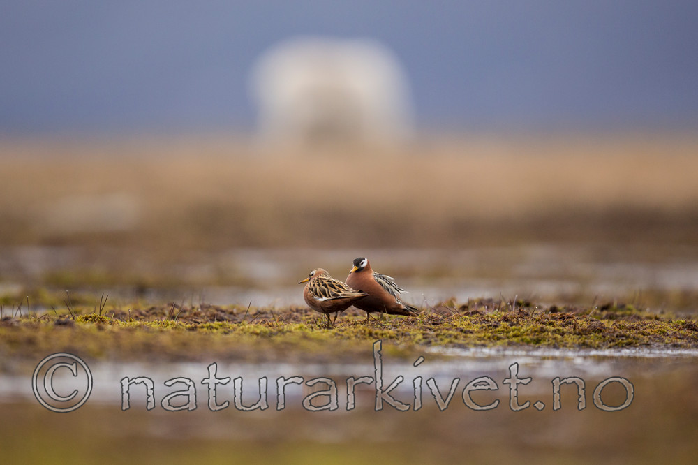 KA_140609_1934 / Phalaropus fulicarius / Polarsvømmesnipe