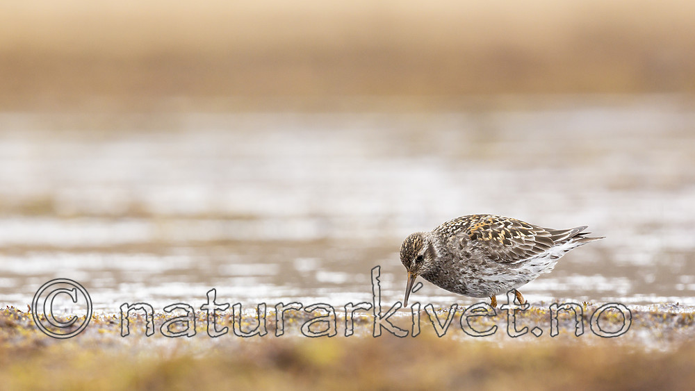 KA_140609_1935 / Calidris maritima / Fjæreplytt