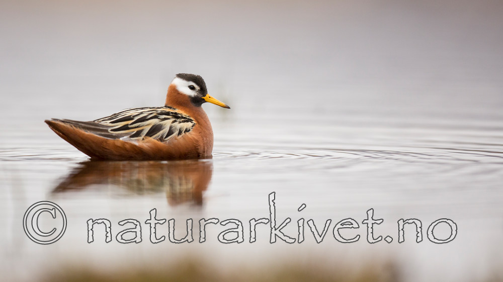 KA_140609_1951 / Phalaropus fulicarius / Polarsvømmesnipe