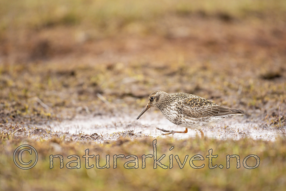 KA_140609_1956 / Calidris maritima / Fjæreplytt