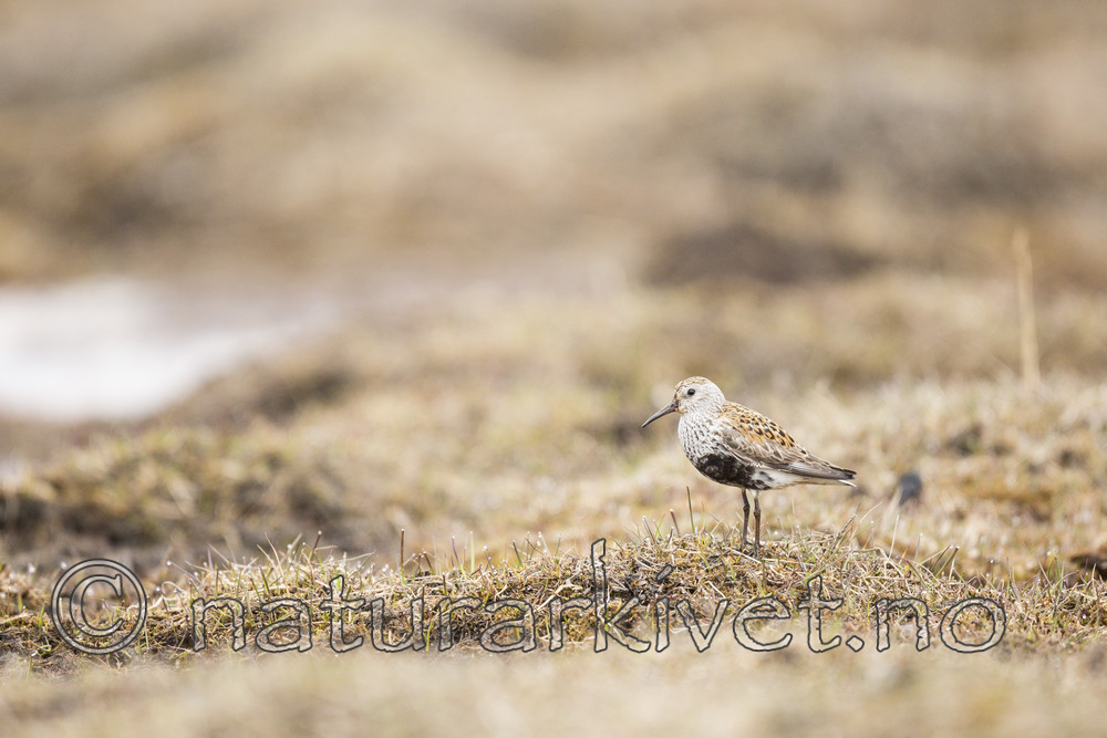 KA_140609_1957 / Calidris alpina / Myrsnipe