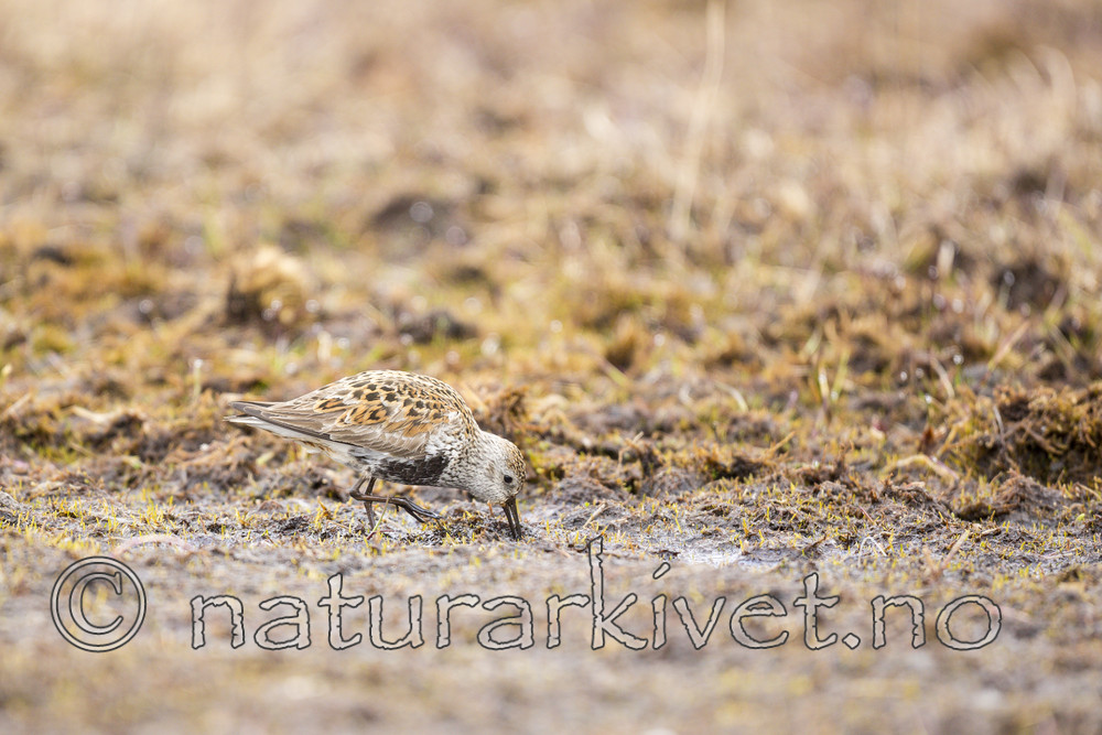 KA_140609_1960 / Calidris alpina / Myrsnipe