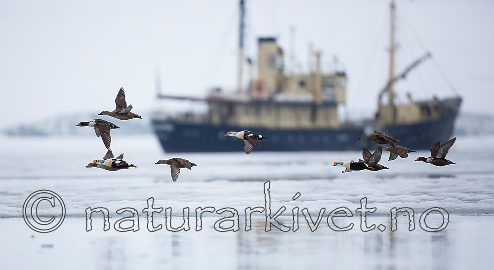 KA_140609_1972 / Somateria spectabilis / Praktærfugl