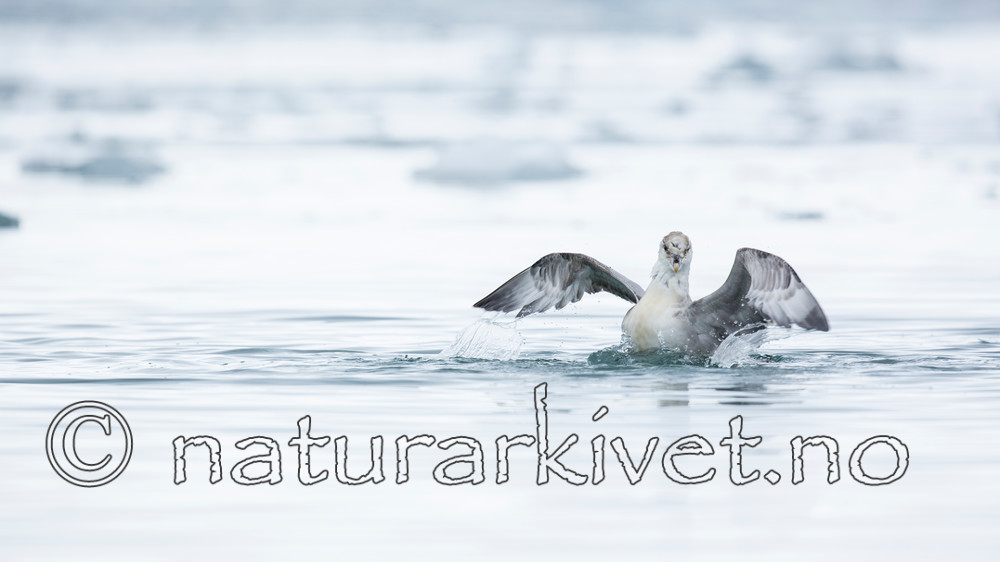 KA_140610_2029 / Fulmarus glacialis / Havhest