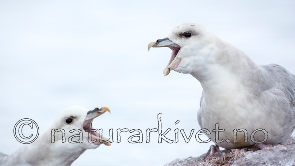 KA_140610_2033 / Fulmarus glacialis / Havhest