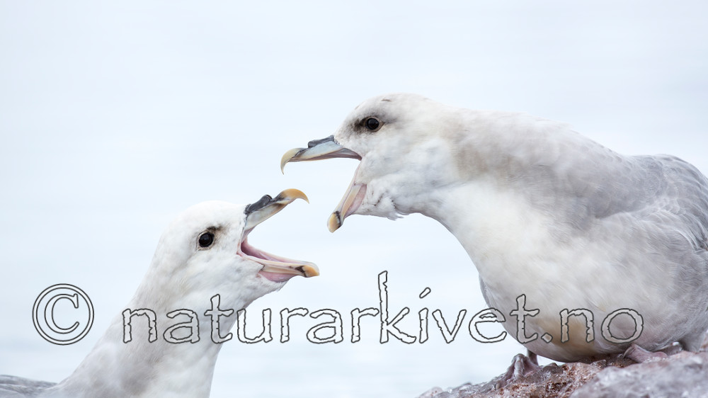 KA_140610_2037 / Fulmarus glacialis / Havhest