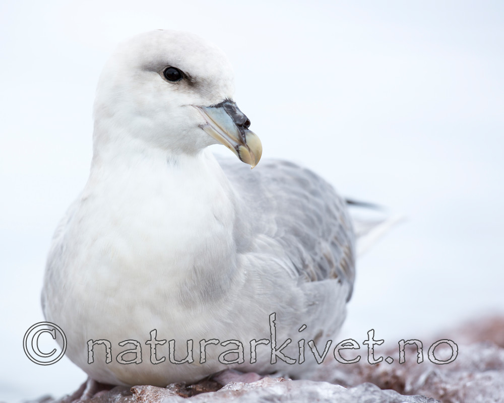 KA_140610_2038 / Fulmarus glacialis / Havhest