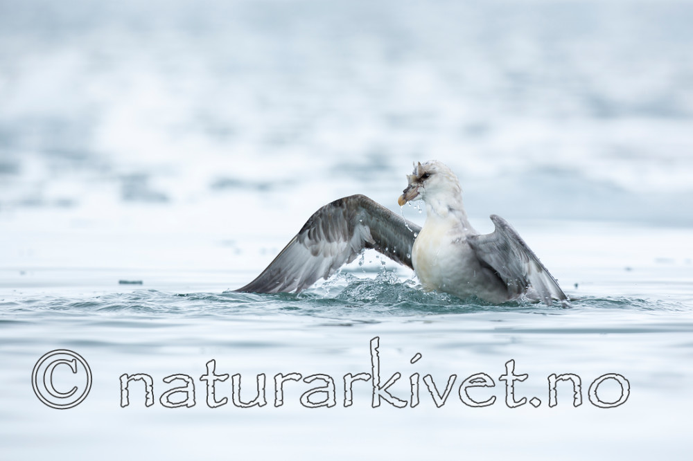 KA_140610_2039 / Fulmarus glacialis / Havhest