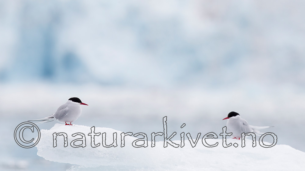 KA_140610_2066 / Sterna paradisaea / Rødnebbterne