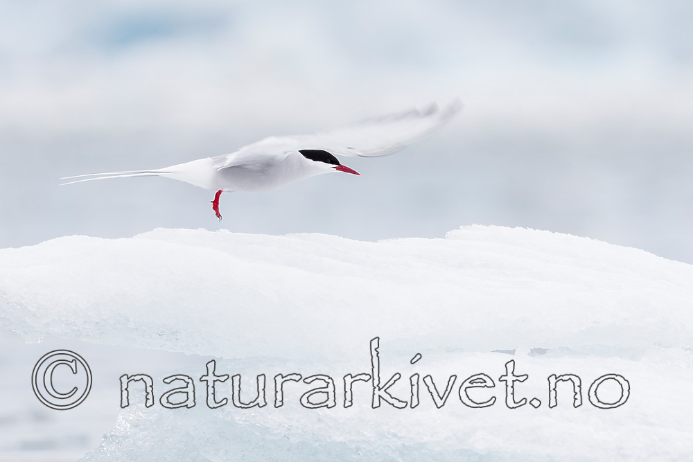 KA_140610_2073 / Sterna paradisaea / Rødnebbterne