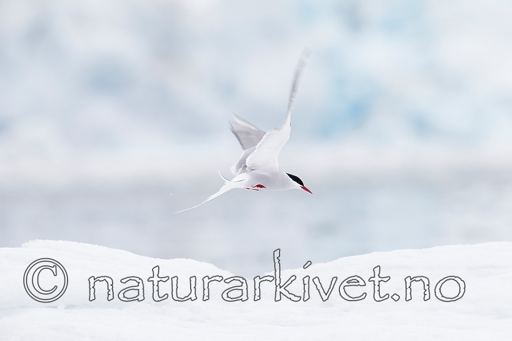 KA_140610_2075 / Sterna paradisaea / Rødnebbterne